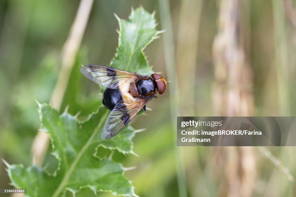 Pellucid Fly (Volucella pellucens), sitting on a leaf, North Rhine-Westphalia, Germany, Europe