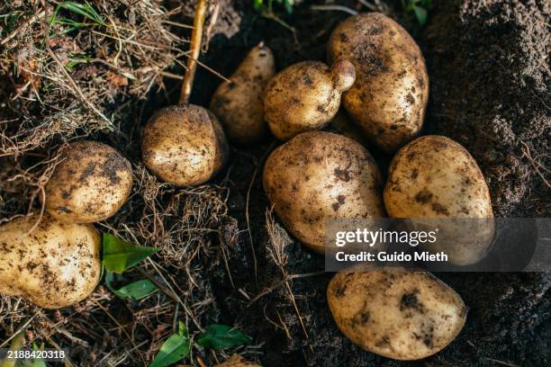 ripe organic potato in private garden. - pomme de terre photos et images de collection