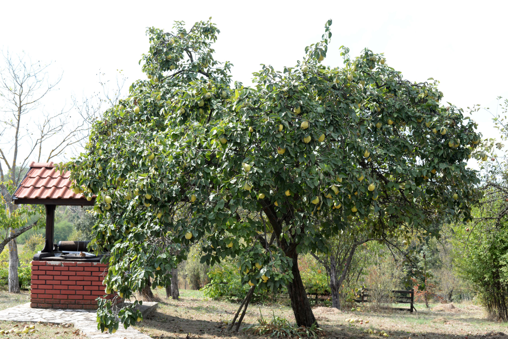 Quince tree full of fruits ready to harvest in backyard Quince tree full of fruits ready to harvest in backyard