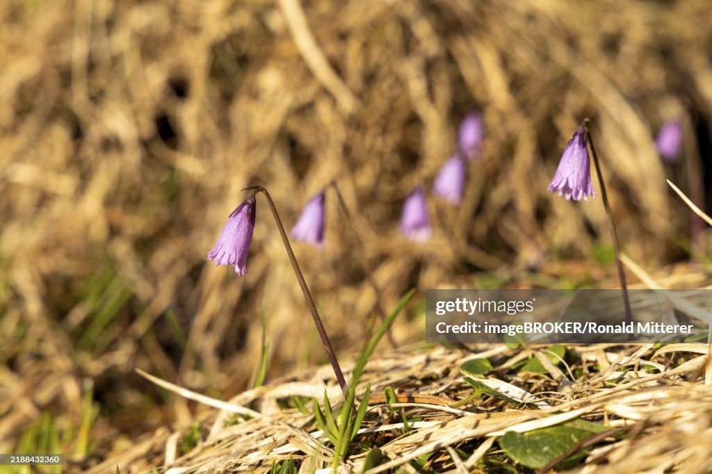 Soldanelle Alpine bellflower (Soldanella) on a spring meadow in front of dried grass, Neukirchen am Großvenediger, Salzburg, Austria, Europe
