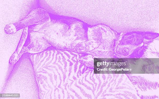 funny australian cattle dog sleeping on couch - dog lying on back stock illustrations