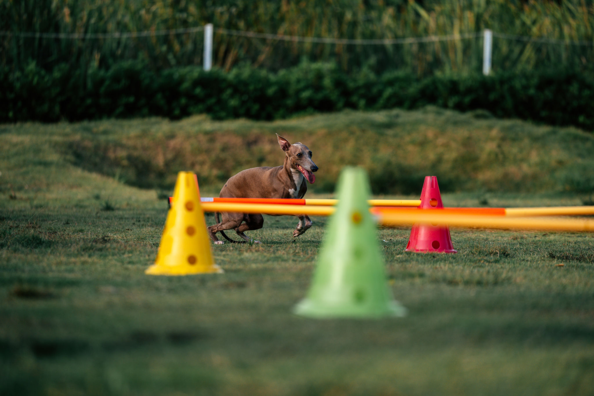dog training class
