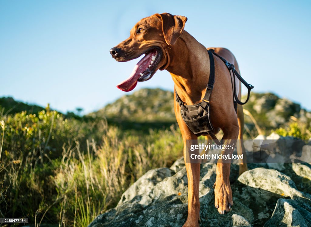 Brown dog walking over rocky nature trail