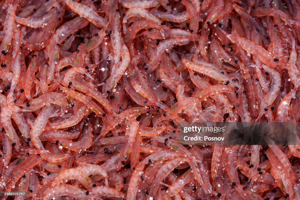 Antarctic krill (Euphausia superba)