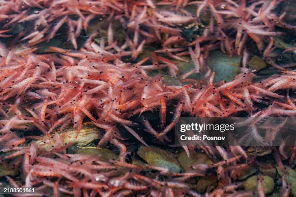 11,270 Krill Images Stock Photos, High-Res Pictures, and Images - Getty ...