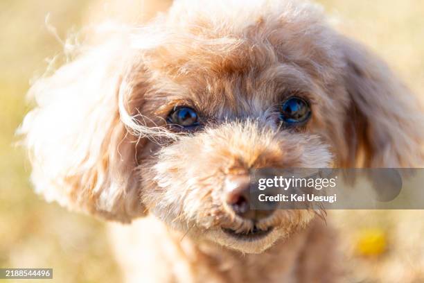 miniature poodle playing in the park - miniature poodle stock pictures, royalty-free photos & images