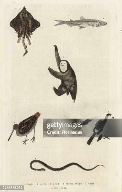 Dipturus Critically endangered common skate, Dipturus batis 1, pale-throated ...