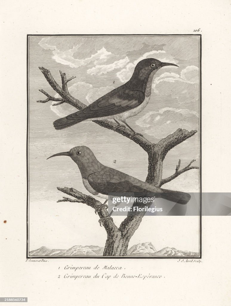 Sunbird species