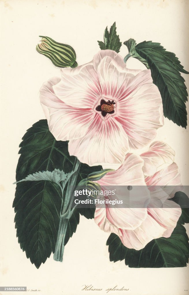Hollyhock tree, Hibiscus splendens