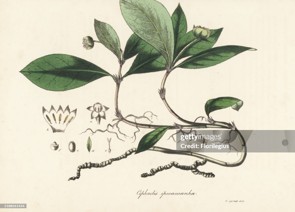 Ipecacuanha, Carapichea ipecacuanha