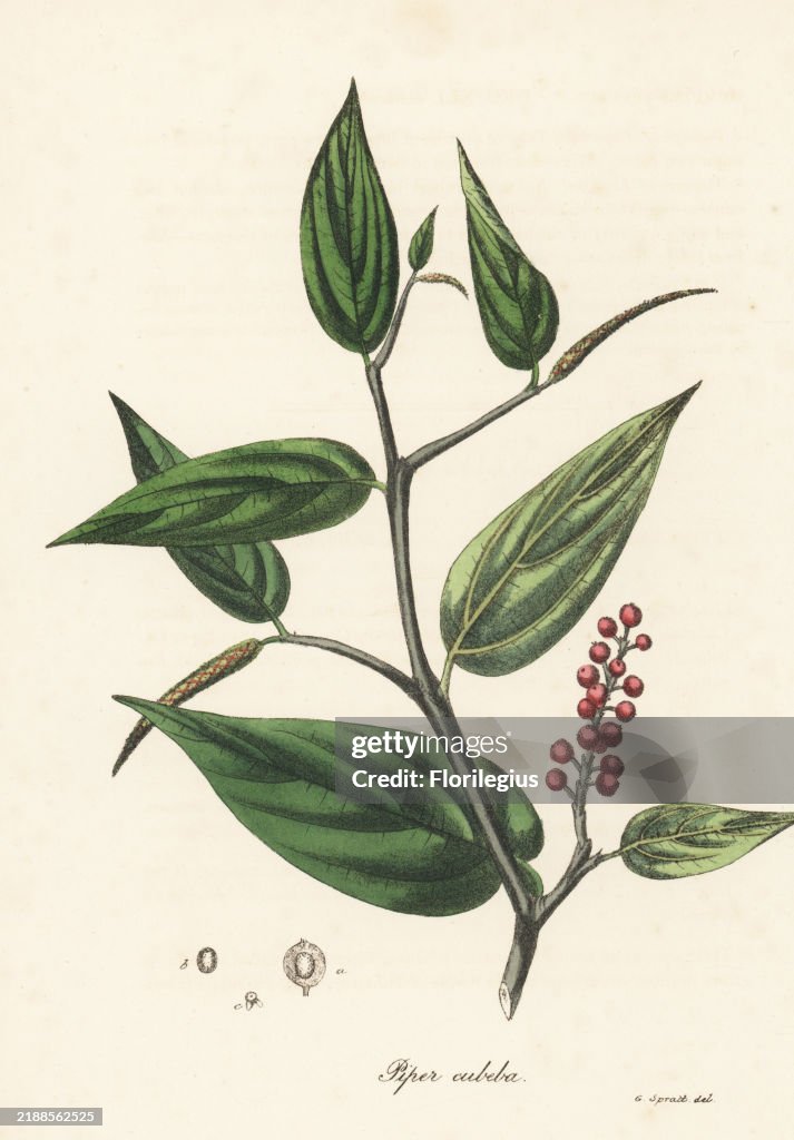 Cubeb, Java pepper or tailed pepper, Piper cubeba