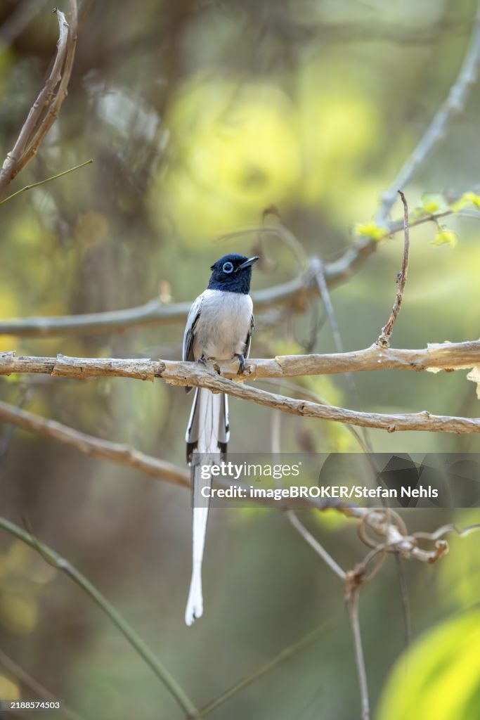 Red-breasted Paradise Flycatcher (Terpsiphone mutata), Bemanonga, Menabe, Madagascar, Africa