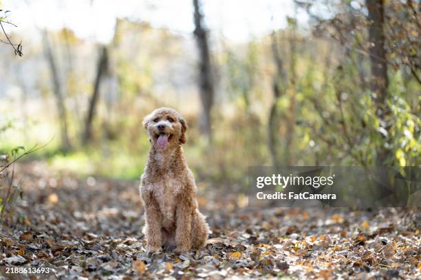 sitting pretty - goldendoodle stock pictures, royalty-free photos & images