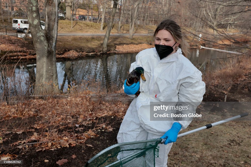 20 birds treated after oil leak in Muddy River in Brookline
