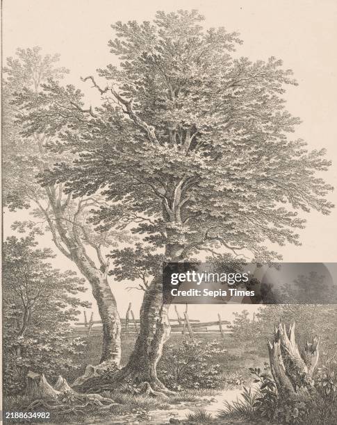 Trees and broken tree trunks, Tree Studies / 1st Bundle , Two trees in a landscape with a fence in the background. Broken tree trunks on the right.,...