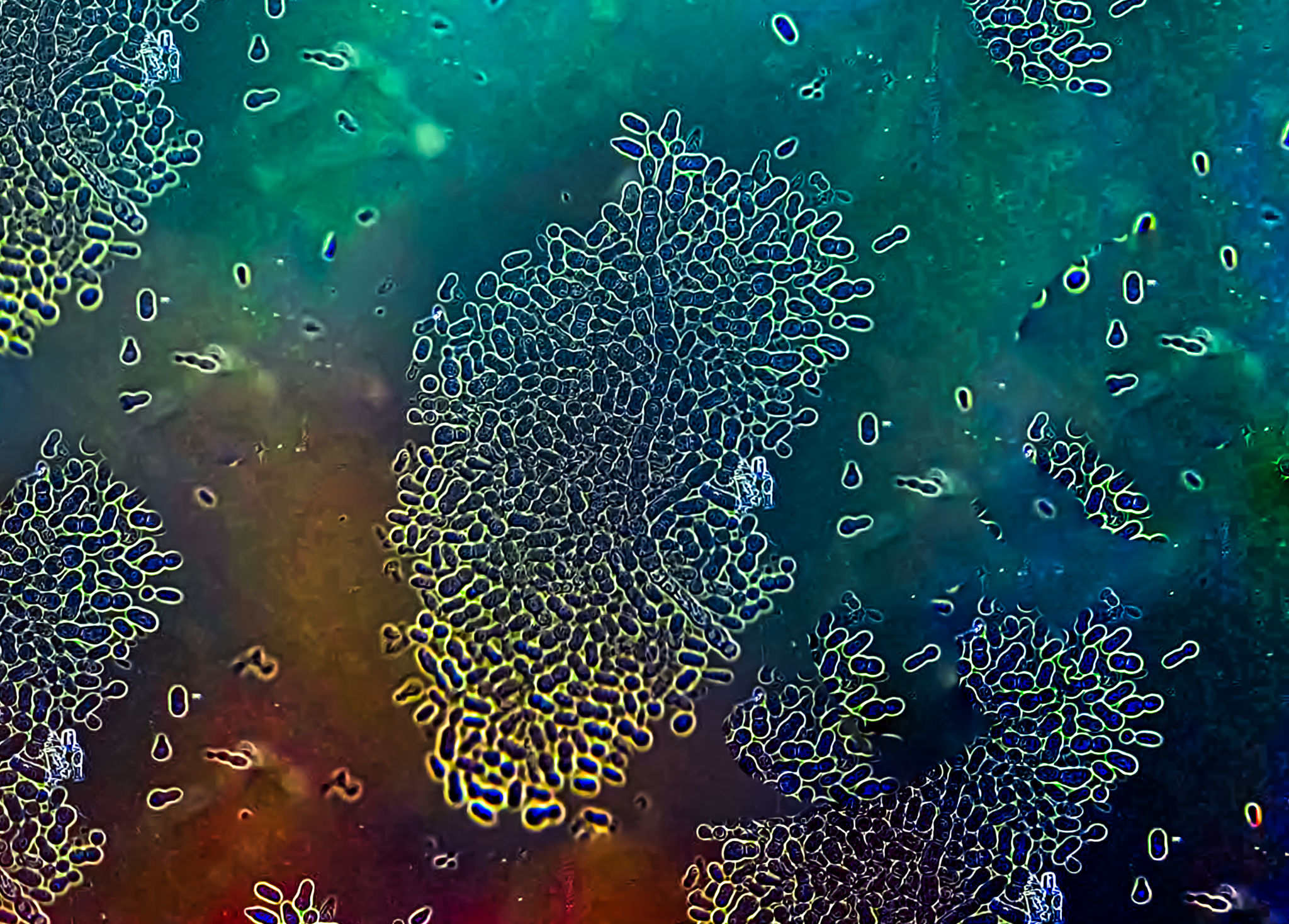 fungal disease