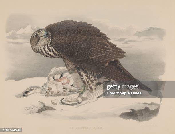 Gyrfalcon with ptarmigan, Le gerfaut sors , A gyrfalcon with its prey, a ptarmigan, in a snowy landscape., print.