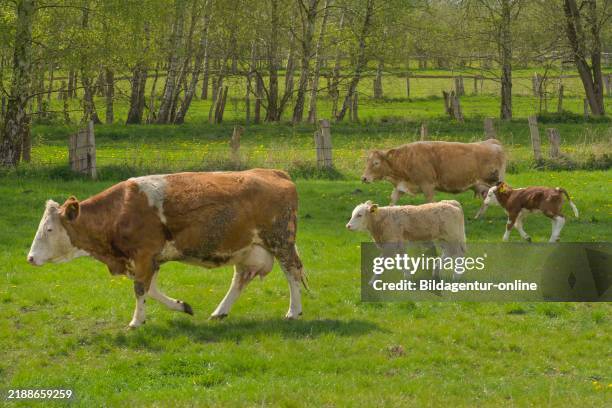 Pasture, cows, calves, Schleswig-Holstein, Germany Weide, Kühe, Kälber, Schleswig-Holstein, Germany.