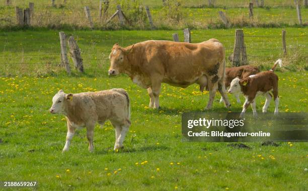 Pasture, cows, calves, Schleswig-Holstein, Germany Weide, Kühe, Kälber, Schleswig-Holstein, Germany.