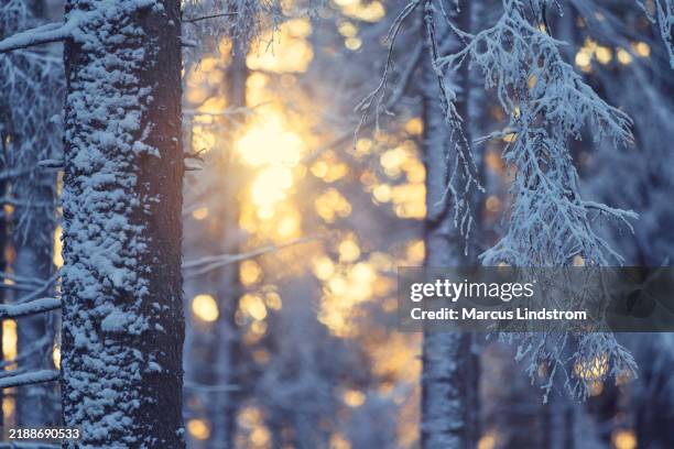 golden sunlight in a nordic winter forest with snow - boreal forest stock pictures, royalty-free photos & images