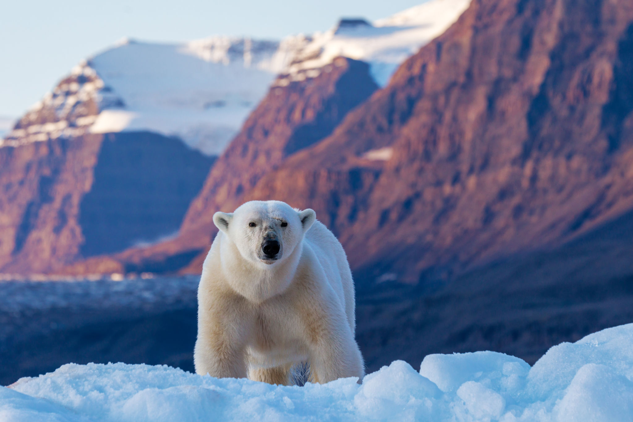 polar bear