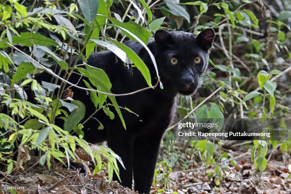 Close-up of a black panther standing on a ground covered in dry leaves.