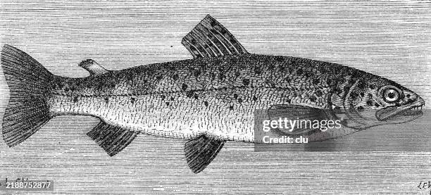 trout from the vosges - trout stock illustrations