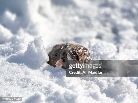 Frozen Mole Frozen Mole