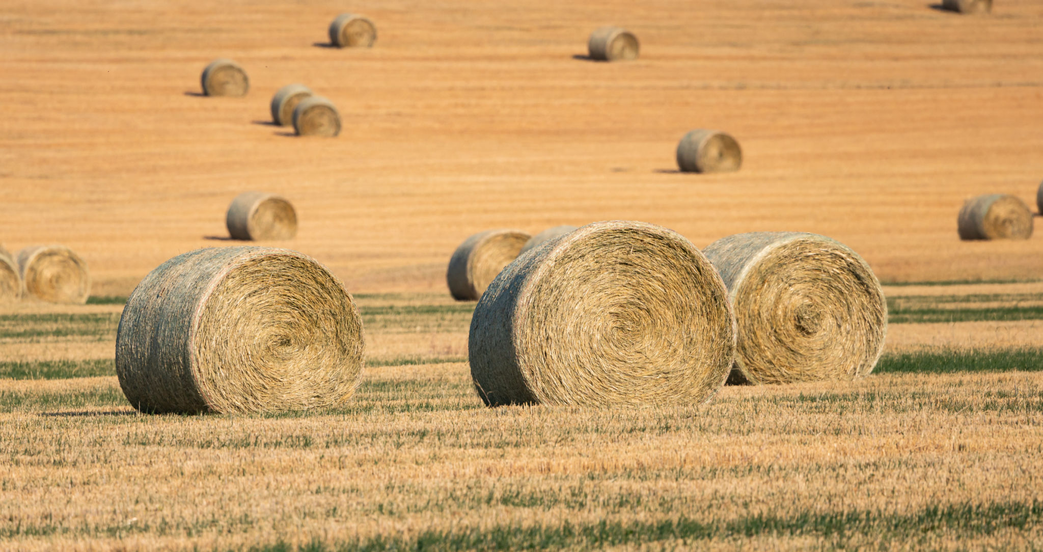 hay bales