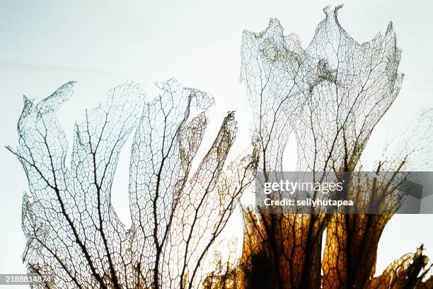 close-up of delicate vein patterns on a dried leaf - blattepidermis stock-fotos und bilder