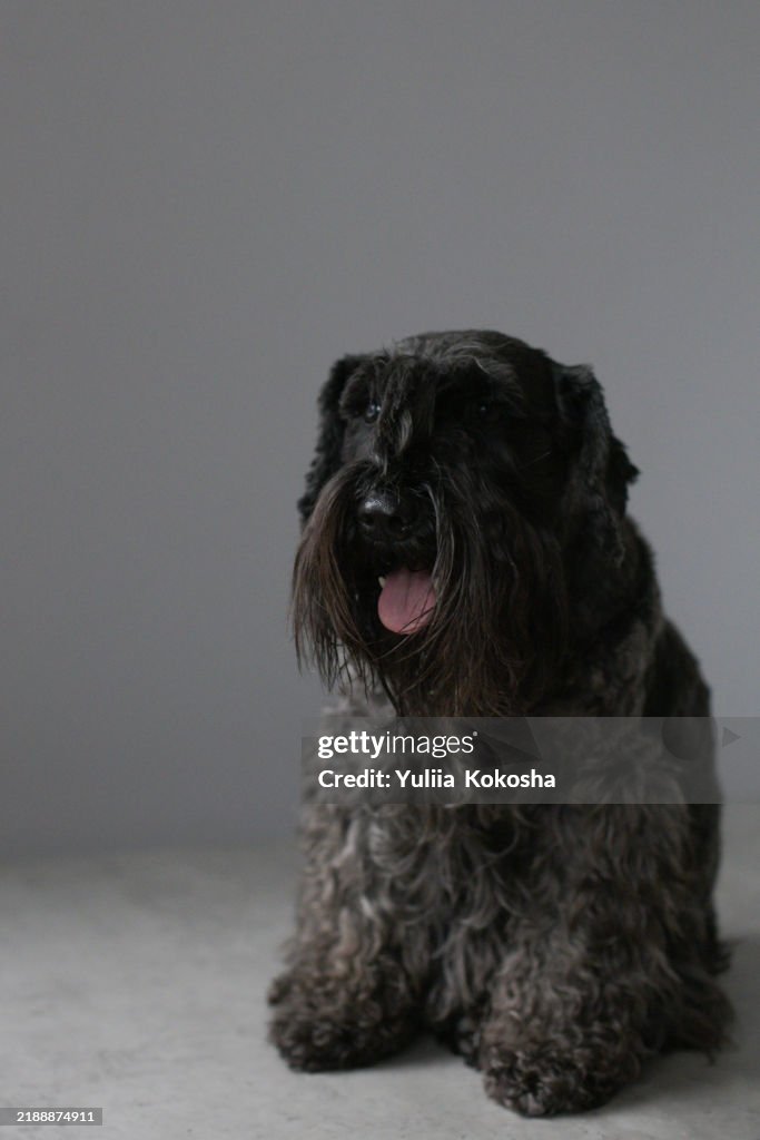 Black dog on gray background. miniature schnauzer