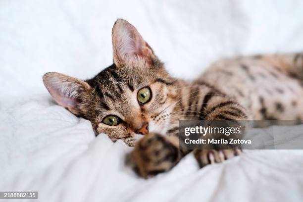 a beautiful smooth-haired tabby kitten lies on the sofa close-up and looks into the camera - feline stock pictures, royalty-free photos & images
