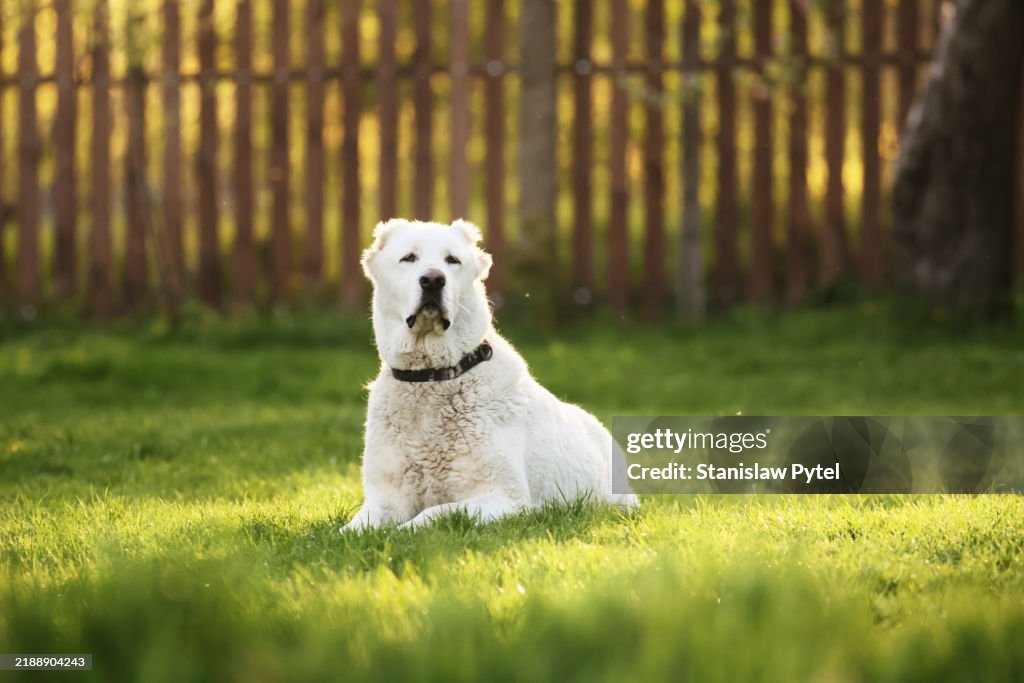 Central Asian Shepherd Dog lying on grass at sunset in backyard