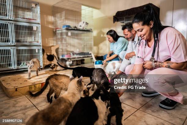 veterinari che nutrono i gatti in un rifugio per animali - prodotti per animali domestici foto e immagini stock
