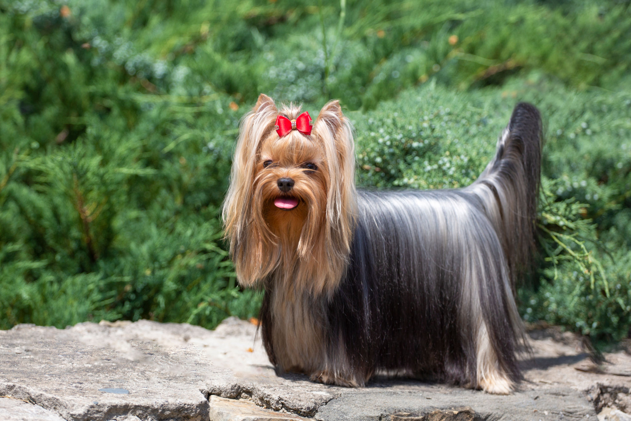Yorkie summer