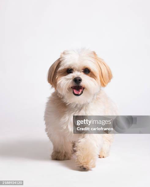 white shih tzu puppy - studio portrait on white - full length - walking - shih tzu stock pictures, royalty-free photos & images
