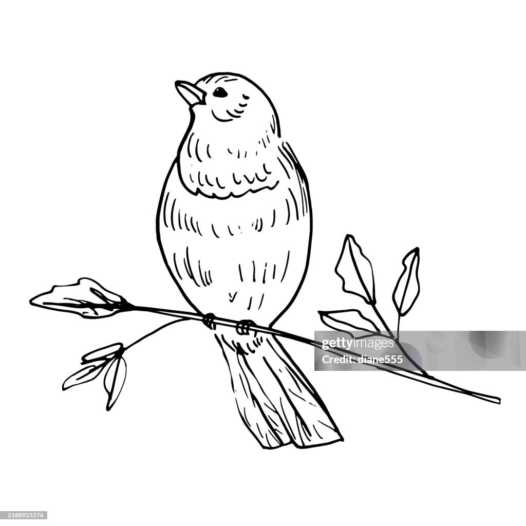 Cute Ink Line Art Style Birds On A Transparent Background