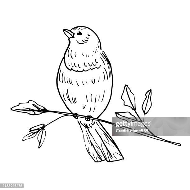 cute ink line art style birds on a transparent background - perching stock illustrations