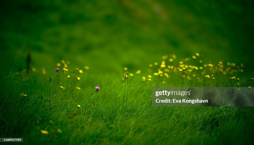 A couple of pink clovers is brightning up the meadow