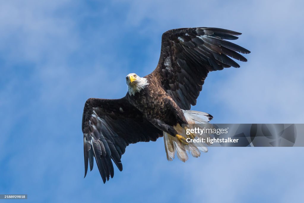 Bald Eagle in flight