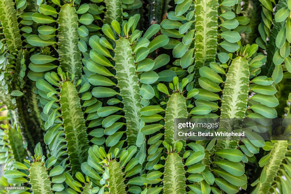 Close-Up of Euphorbia trigona (African Milktree), Ibiza, Spain