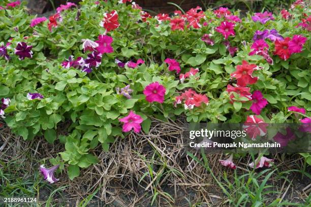 cayenne jasmine ,periwinkle, catharanthus rosea, madagascar periwinkle, vinca, apocynaceae name flower dark pink color springtime in garden on blurred of nature background, west indian periwinkle, madagascar periwinkle - indian jasmine flowers stock pictures, royalty-free photos & images