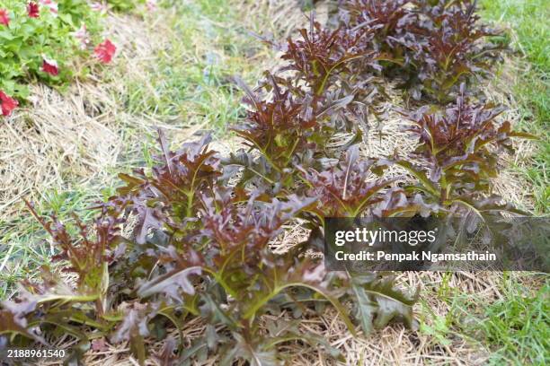 red oak lettuce mizuna salad - mizunasalat stock-fotos und bilder