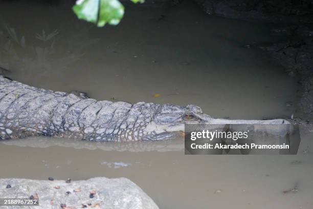 false gavial (tomistoma schlegii) - gharial stock pictures, royalty-free photos & images