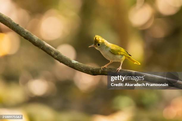 sparrow perches on a branch in the forest. - perching stock pictures, royalty-free photos & images