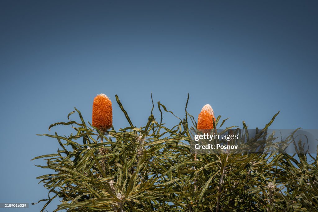 Orange banksia