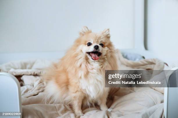 playful beige pomeranian on a bed with its tongue sticking out, in a light and cozy home atmosphere. - cagnolino da salotto foto e immagini stock