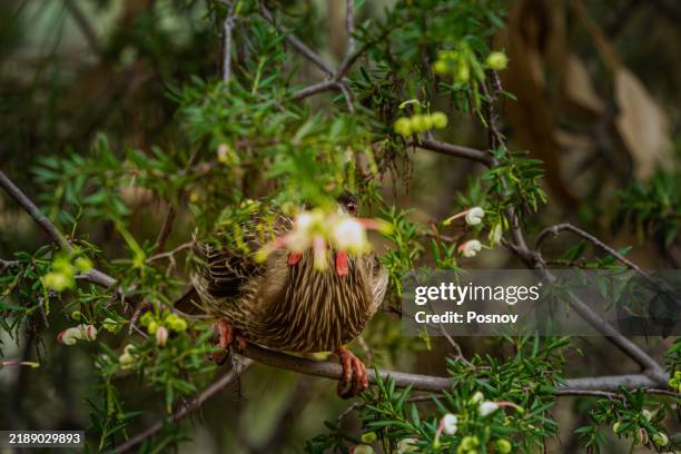 45 Red Wattlebird Stock Photos High Res Pictures And Images Getty 45-red-wattlebird-stock-photos-high-res-pictures-and-images-getty