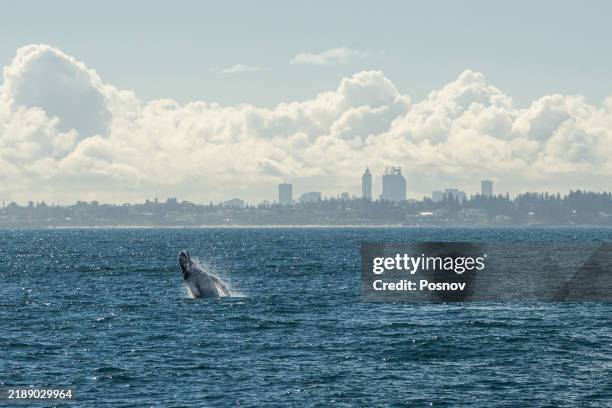 humpback whale breaching in front of the perth - perth australia stock pictures, royalty-free photos & images