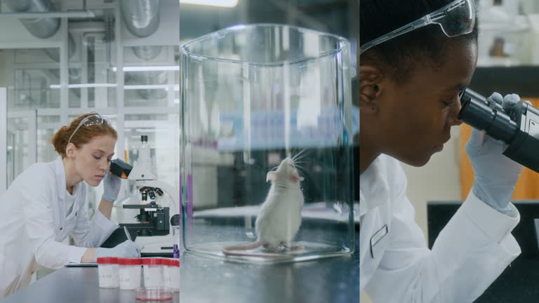 Split Screen of Two Scientists Using Microscopes, Mouse Kept in ...